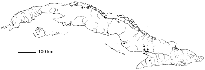 Oryza latifolia