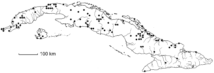 Ouratea agrophylla