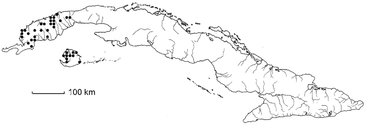 Ouratea elliptica