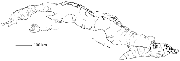 Ouratea revoluta