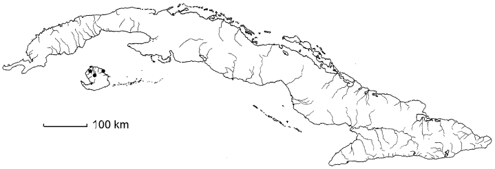 Ouratea schizostyla