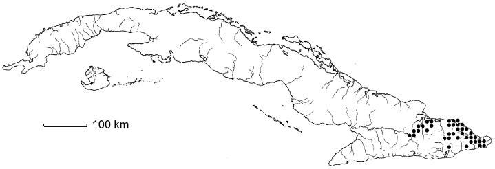Ouratea striata