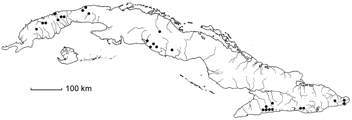 Oxalis thelyoxys