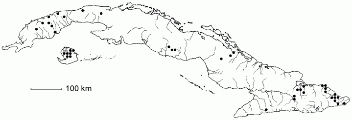 Panicum pilosum