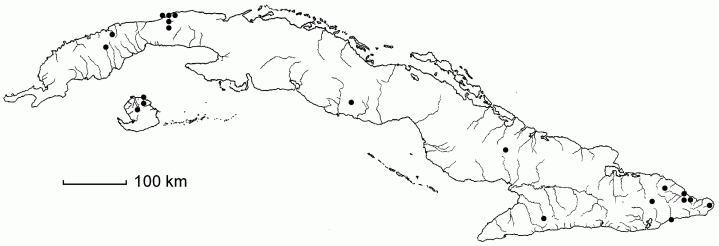 Panicum trichoides