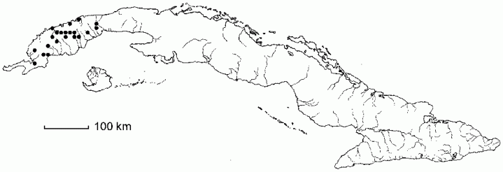 Parathesis cubana