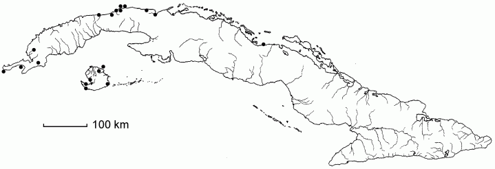 Paspalum bakeri
