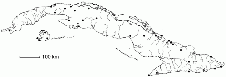 Paspalum blodgettii
