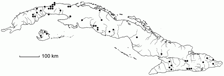 Paspalum conjugatum