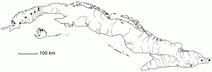 Paspalum decumbens