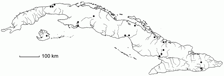 Paspalum distachyon