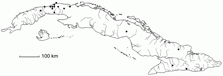 Paspalum langei