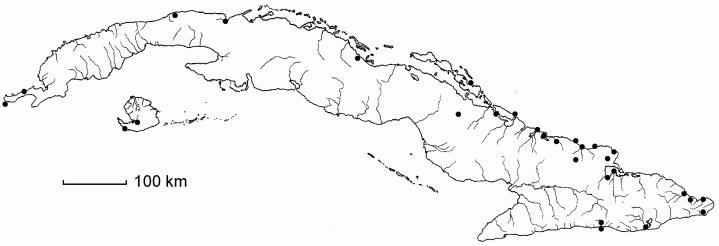 Paspalum laxum