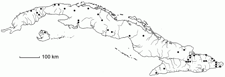 Paspalum rupestre