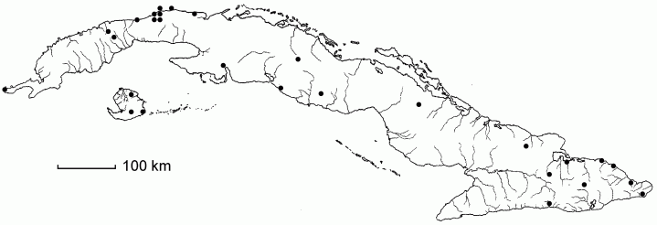 Paspalum saugetii