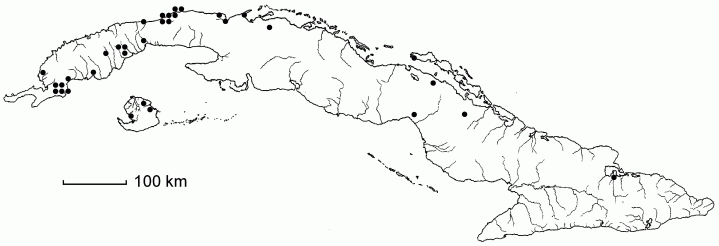 Paspalum setaceum