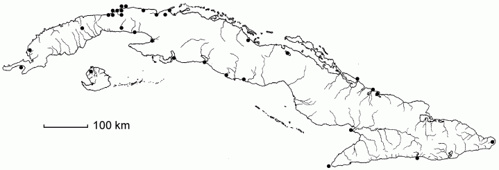 Paspalum vaginatum