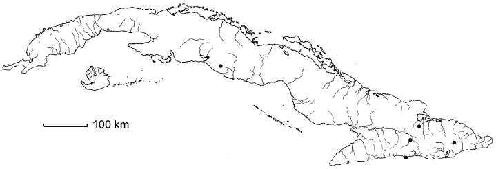 Paullinia jamaicensis