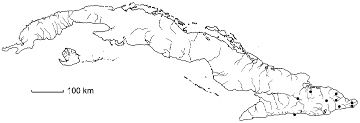Paullinia pinnata