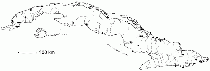 Peltophorum adnatum