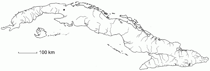 Peltophorum pterocarpum