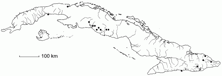 Persea americana