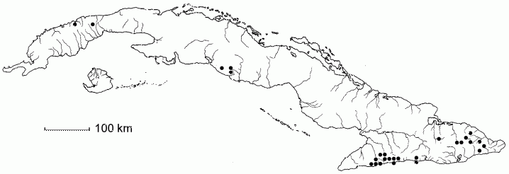 Persea hypoleuca