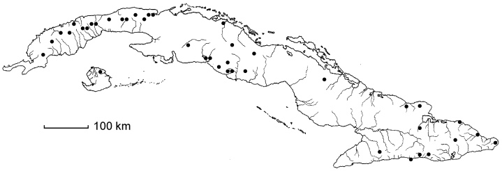 Pharus lappulaceus