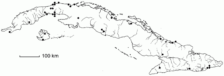 Phyla nodiflora