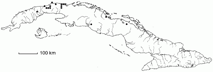 Piper articulatum