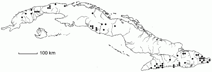 Piper hispidum