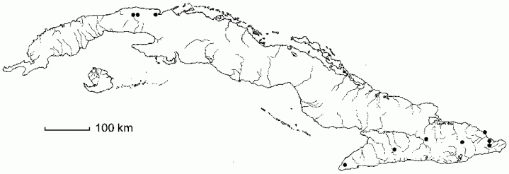 Piper marginatum