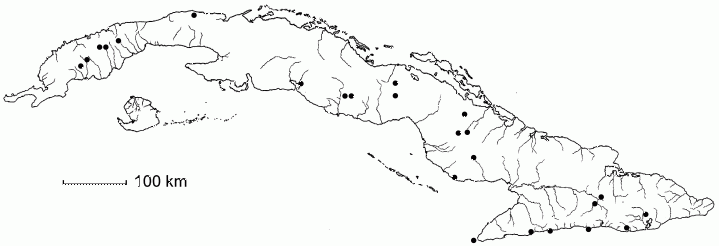 Poeppigia procera