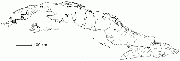 Polygala leptocaulis