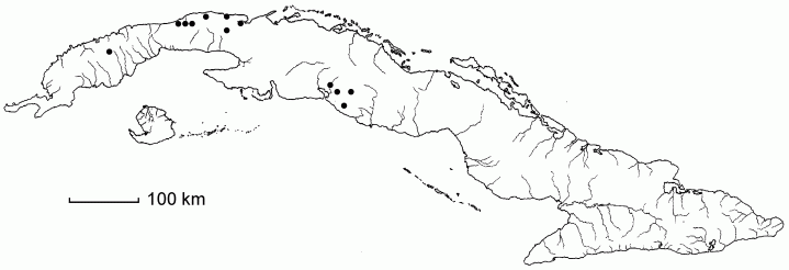 Potamogeton foliosus