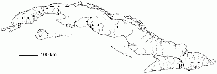 Potamogeton nodosus
