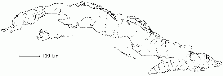Purdiaea bissei