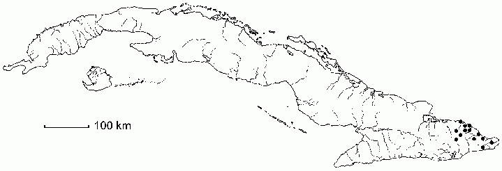 Purdiaea stenopetala