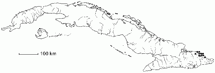 Purdiaea velutina