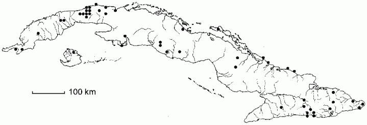 Rivina humilis