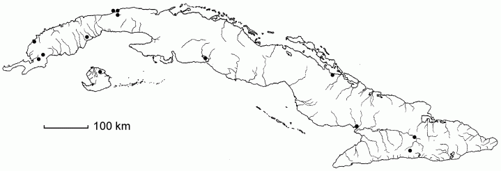 Sagittaria intermedia