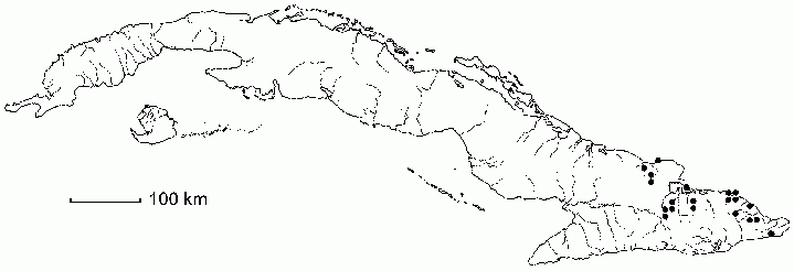 Salacia nipensis