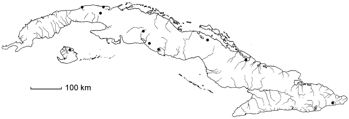 Samanea saman