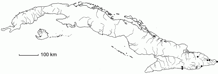 Samyda dodecandra