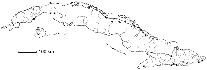 Sapindus saponaria