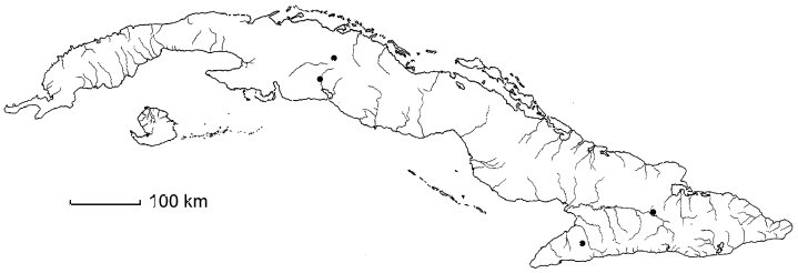 Sauvagesia tenella