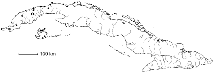 Schoepfia schreberi