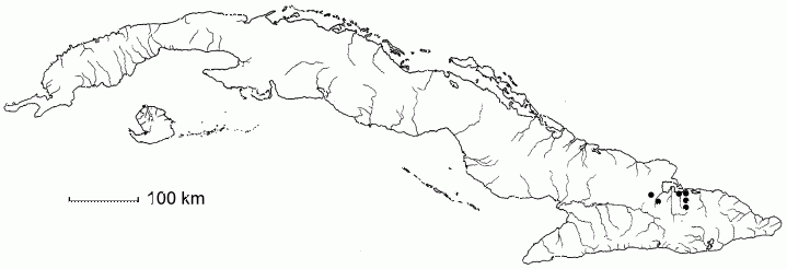 Senna gundlachii subsp. gundlachii