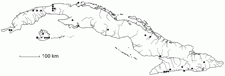 Senna ligustrina