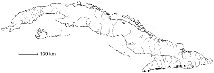 Serjania caracasana